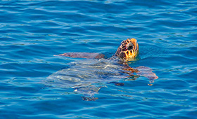 Eilandhoppen Kefalonia Zakynthos