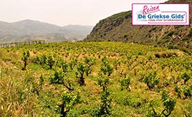 Fly & Drive Archanes-Koutsounari Kreta