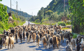 Fly & Drive Athene Skyros