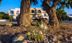 Olympia Mare Kos